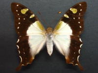 Graphium macleayanus macleayanus - Adult